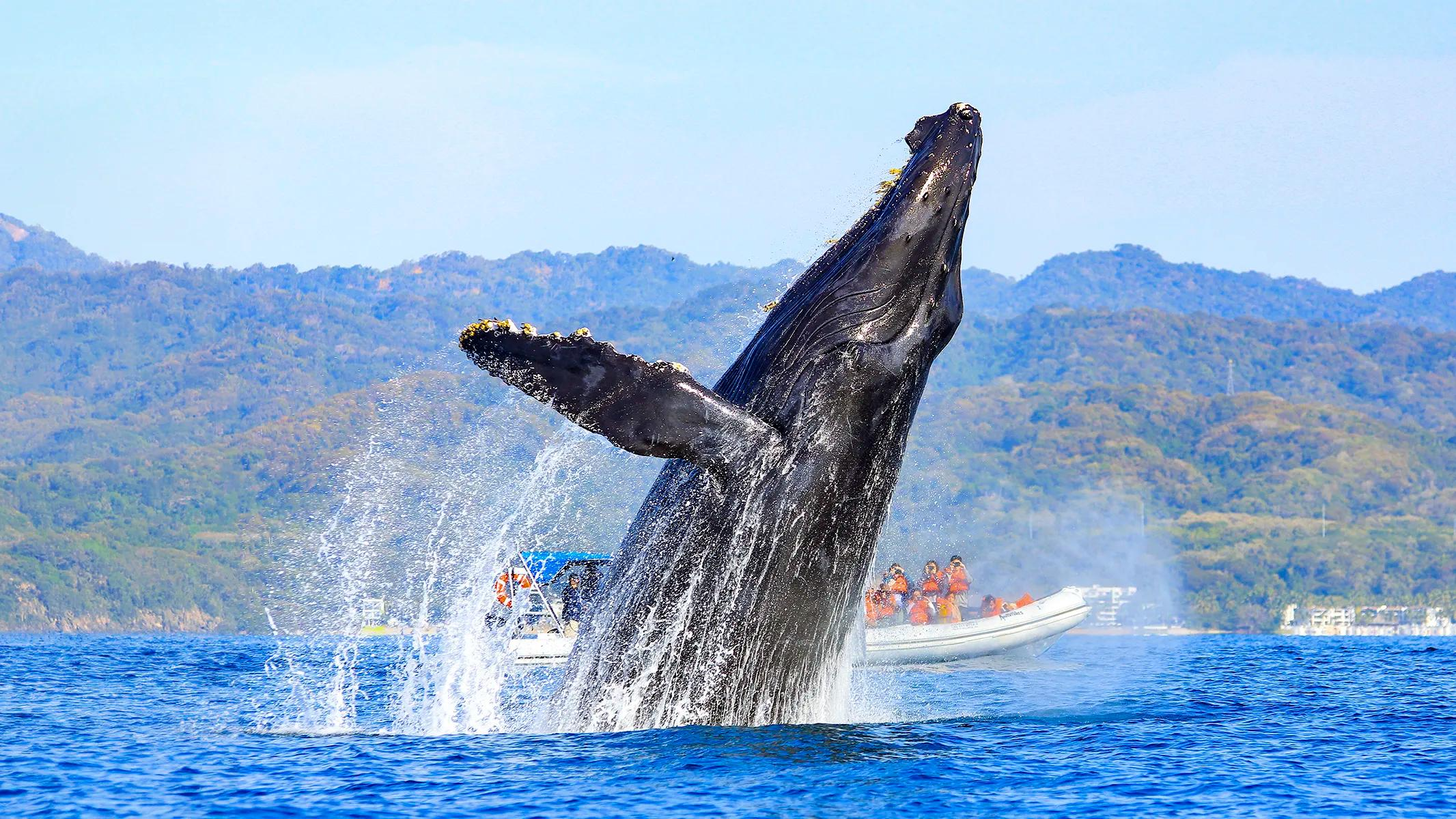 Avistamiento de Ballenas