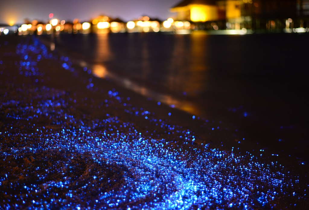 Bioluminiscencia